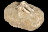 Cretaceous Fossil Fish Vertebrae In Rock - Morocco #87994-2